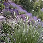Lavendel Cochem