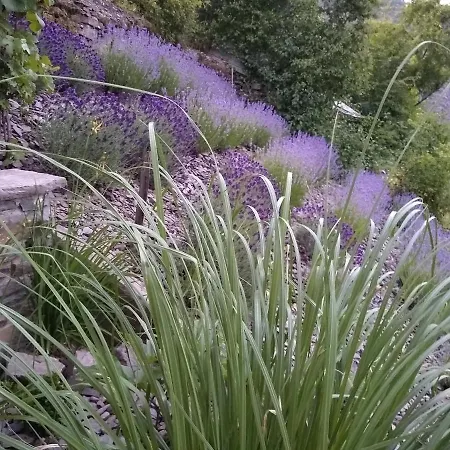 Lavendel Cochem