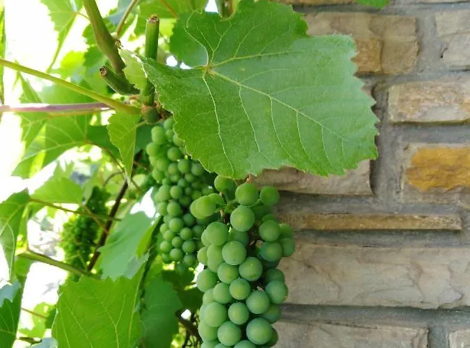 Lavendel コッヘム