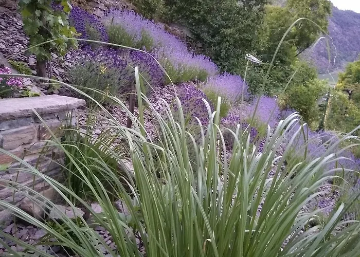 Lavendel コッヘム